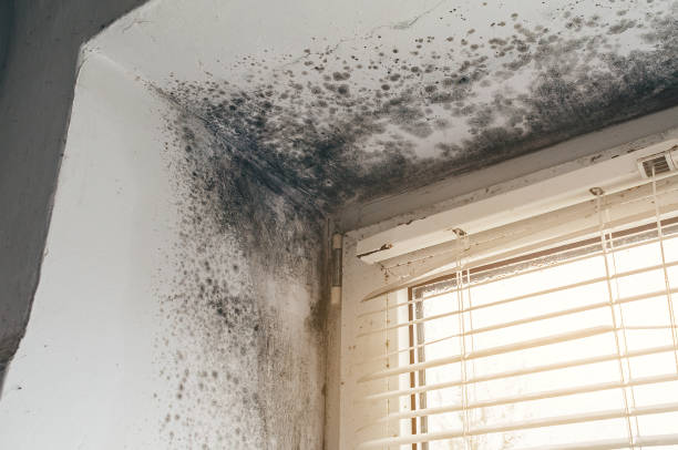 Trusted Mold Inspection service in Richland, MI - Cheap Mold Removal
