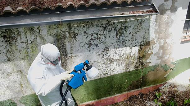 Trusted Attic Mold Removal service in Richland, MI - Cheap Mold Removal